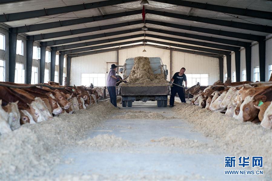 （脱贫攻坚）（4）黑龙江东宁：肉牛养殖助脱贫