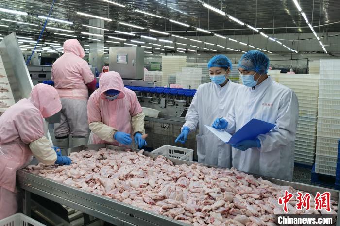 图为大连海关关员对鸡肉加工企业进行监管。　 王诗淇 摄