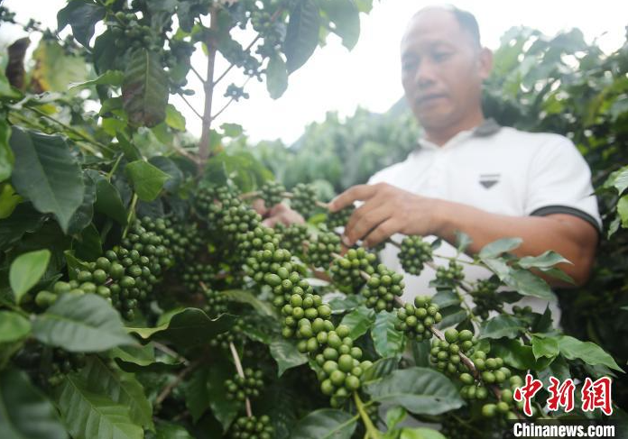 云南隆阳咖啡种植面积逾11万亩 助农增收赋能乡村振兴